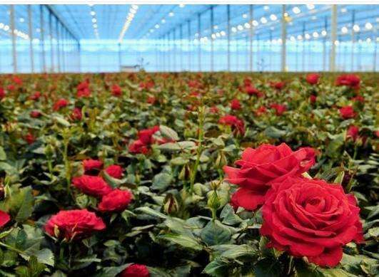 宜春鮮花保鮮庫設計公司推薦