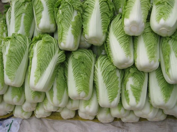 大白菜冷庫安裝好后儲藏需要做好哪些準備工作?