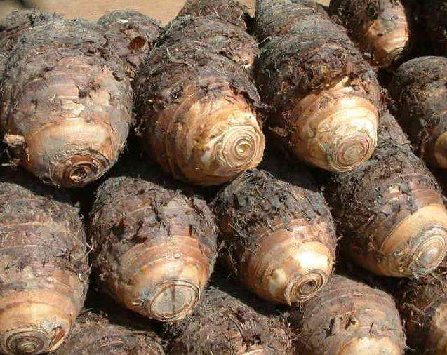 芋頭冷庫建造，芋頭保鮮庫的使用