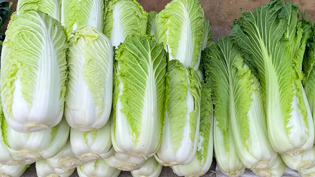 白菜冷庫(kù)能儲(chǔ)存多久？白菜冷庫(kù)保鮮1-4個(gè)月技術(shù)